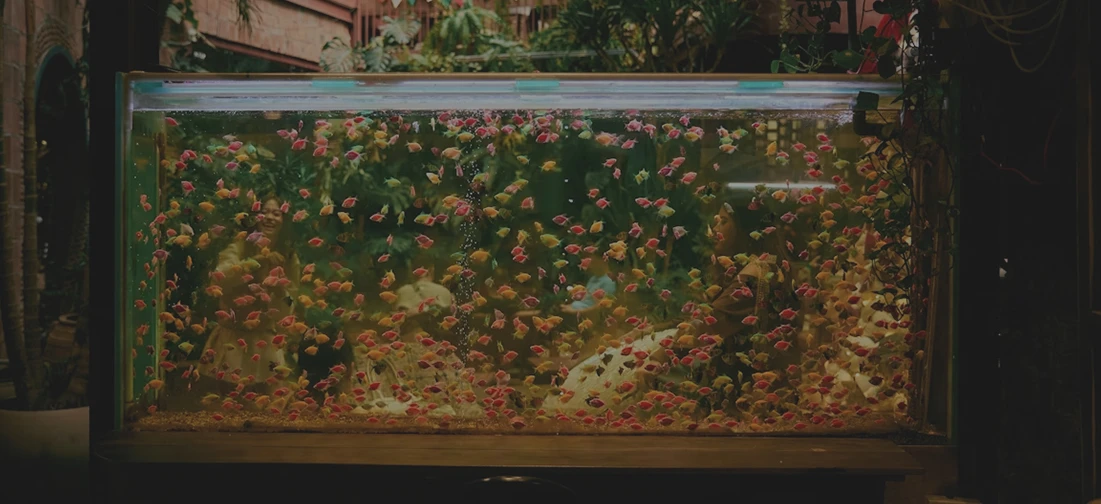Aplica&ccedil;&otilde;es de veda&ccedil;&atilde;o para aqu&aacute;rios e grandes tanques de peixes